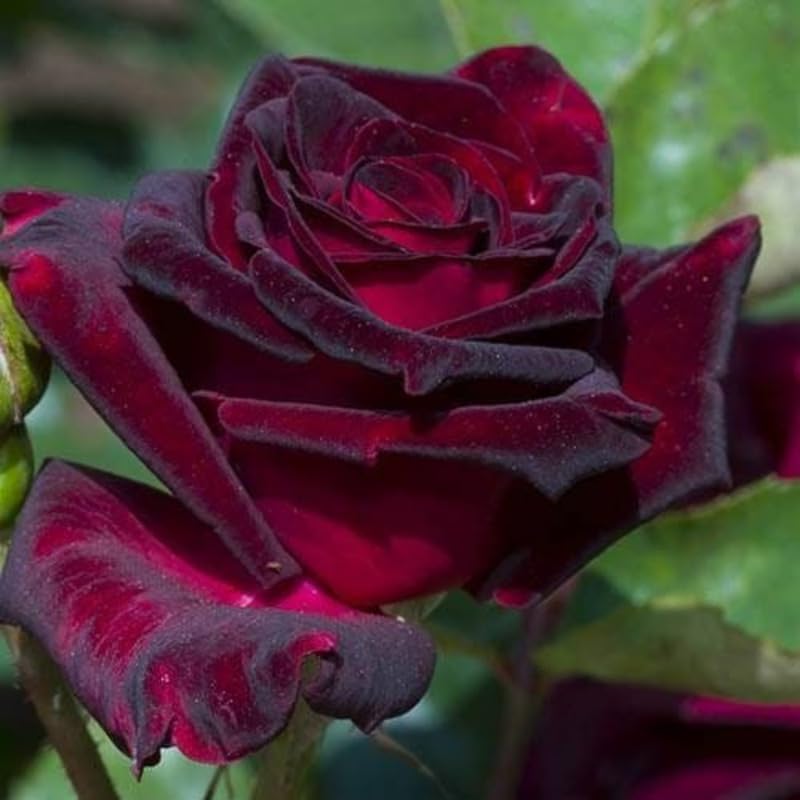 Amazon.com : Rare Rose Bush, Rose Plant Live for Planting Indoor